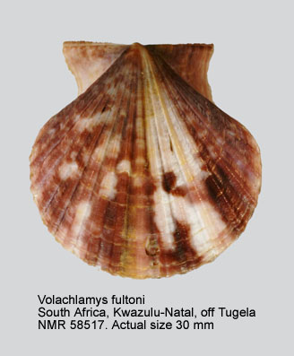 Volachlamys fultoni.jpg - Volachlamys fultoni(G.B.Sowerby,1904) 